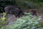 Wildschweine Nr.413